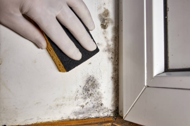 Asbestos and Lead Testing During Mold Inspection in Webberville, MI
